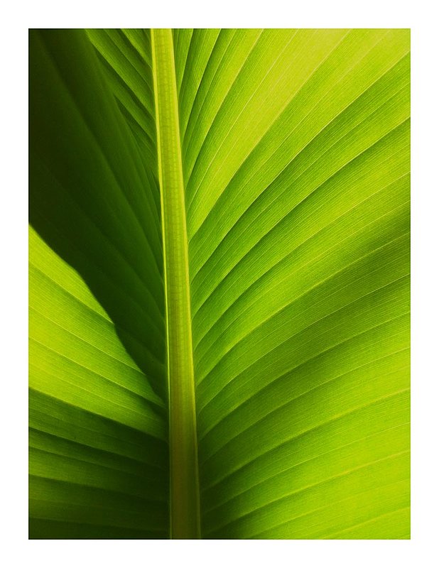 Backlit Fern.jpg