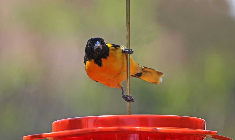 Baltimore Oriole Feeder.jpg