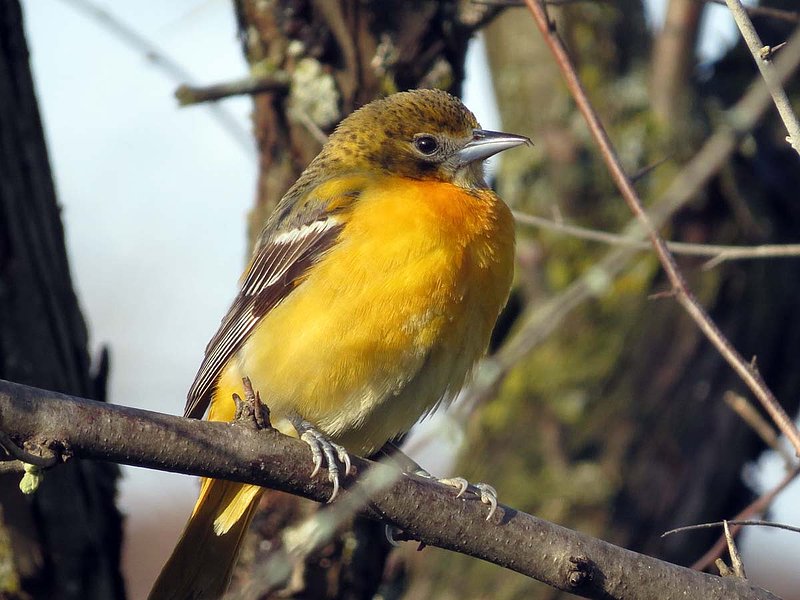 Baltimore Oriole Female CU.jpg
