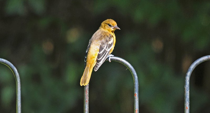 Baltimore Oriole Juvenile.jpg