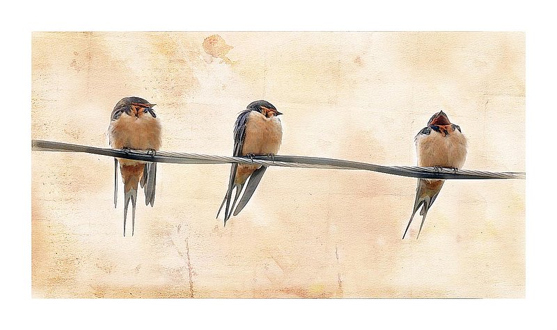 Barn Swallow Trio Abstract.jpg