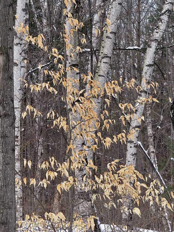 Beach and Birch Trees Winter.jpg