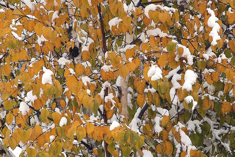 Birch Tree In Snow.jpg