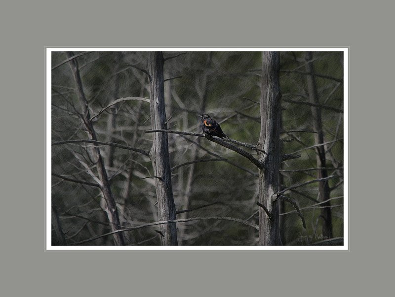 Black Bird  Wetland Trees.jpg