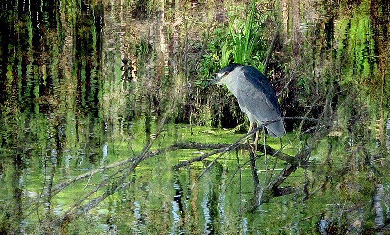 Black Crested Night Heron Abstract.jpg