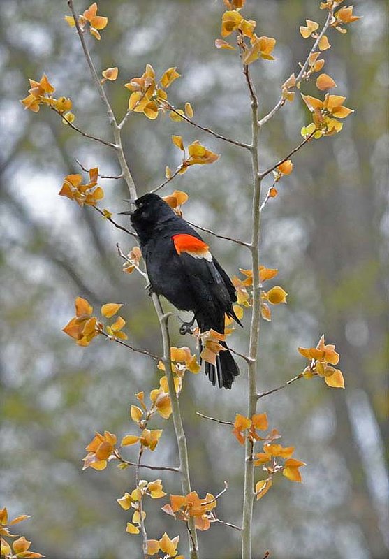 Blackbird  Yellow Leaves.jpg