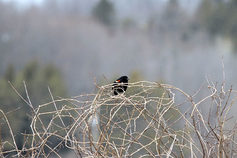 Blackbird In Brush.jpg