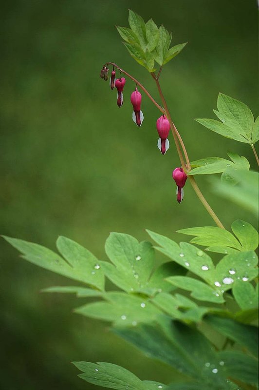 Bleeding Hearts and Rain Drops.jpg
