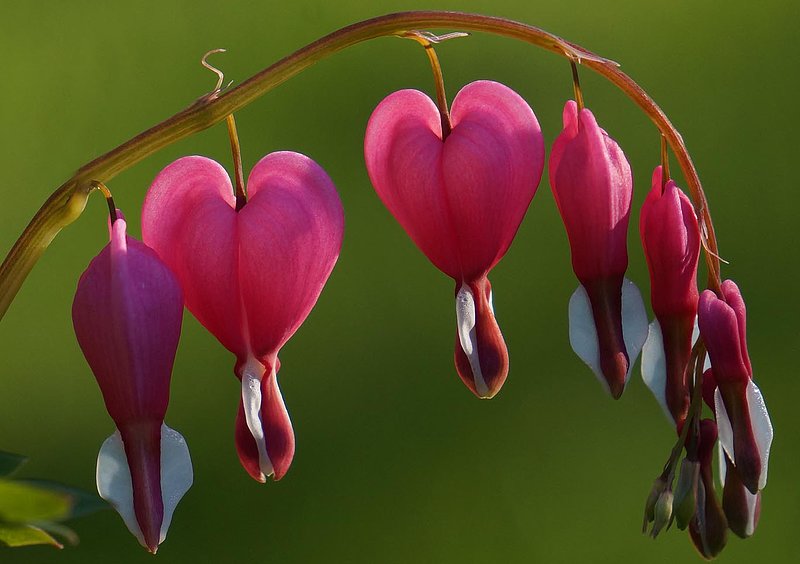 Bleeding Hearts.jpg
