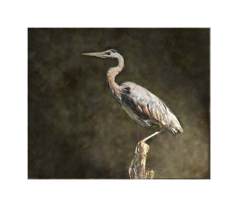 Blue Heron Abstract.jpg