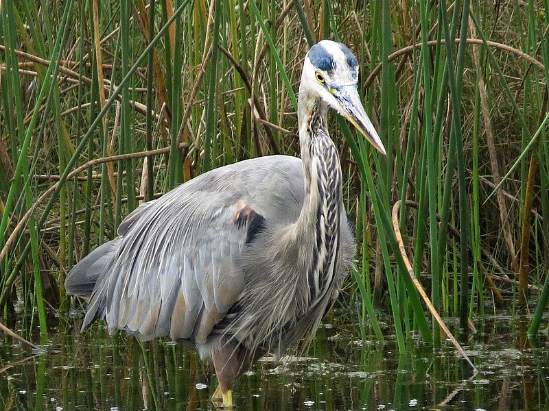 Blue Heron Ankle Deep.jpg