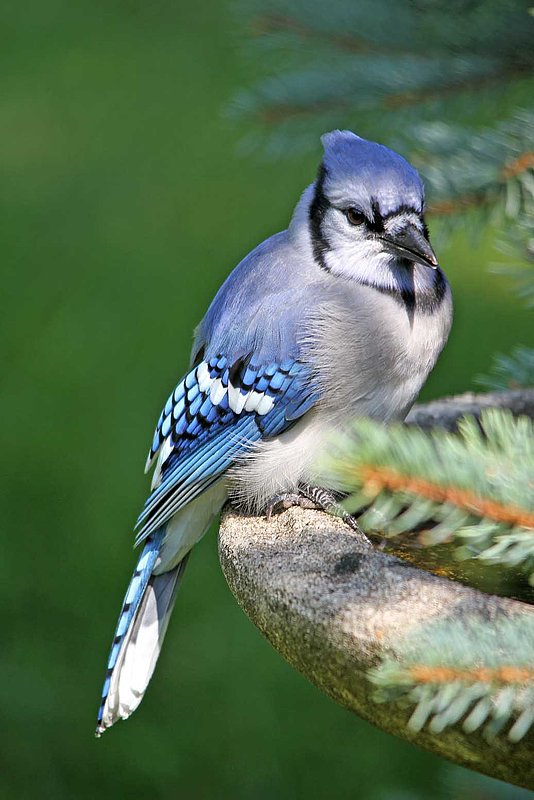 Blue Jay After The Molt.jpg
