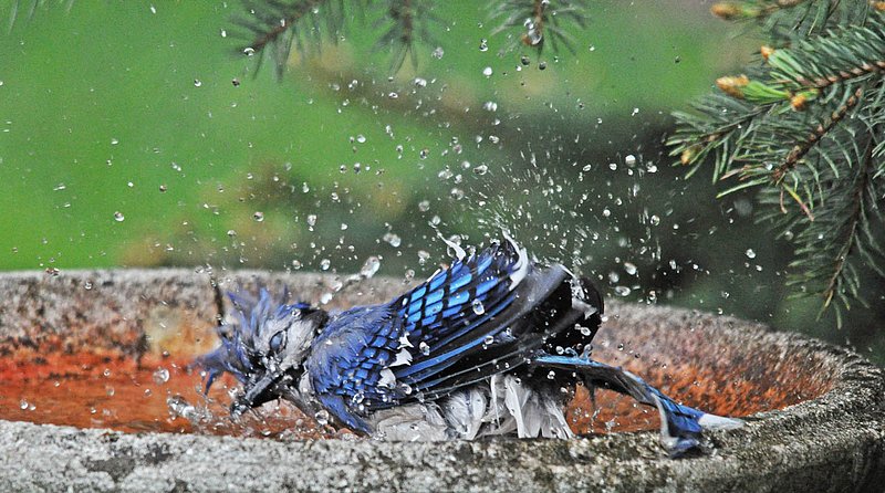Blue Jay in Birdbath.jpg