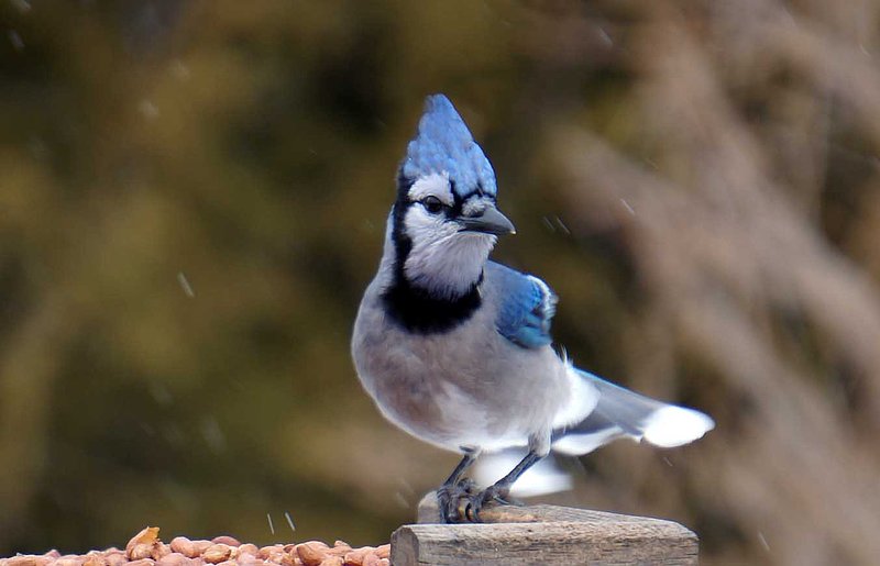 BlueJay On Feeder Winter.jpg