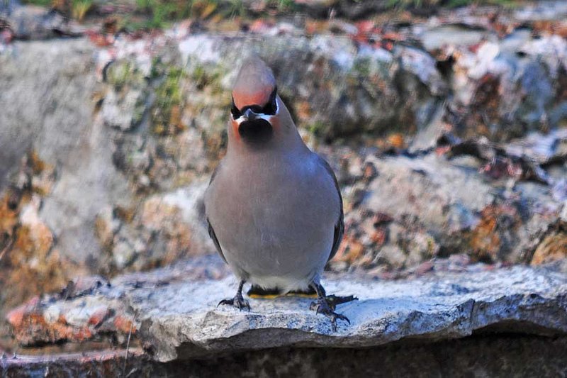 Bohemian Waxwing Head On.jpg