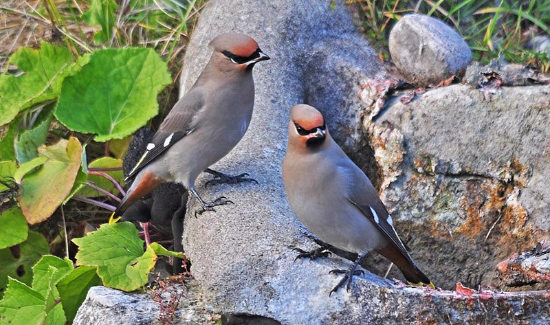 Bohemian Waxwings On Waterfall.jpg
