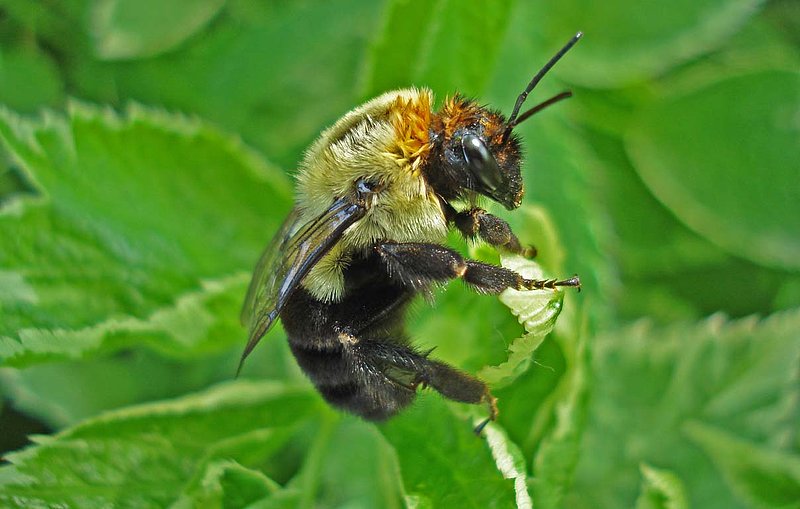 Bumble Bee on Poppy.jpg