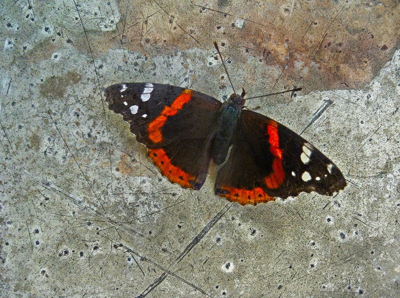 Butterfly On Concrete.jpg