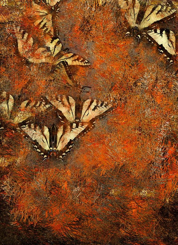 Butterflys Abstract -James Haddon - John Schmelefske.jpg