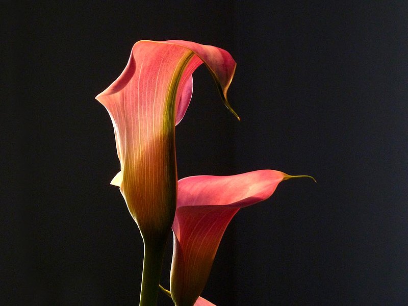 Calla Lily.jpg