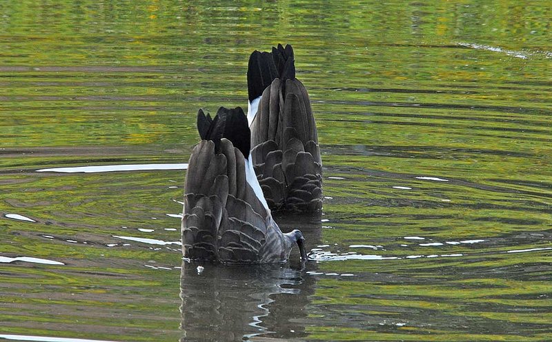 Canada Geese Feeding.jpg