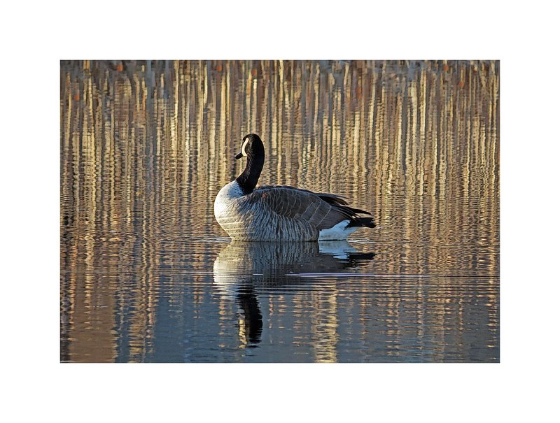 Canada Goose Preening2.jpg ::                                