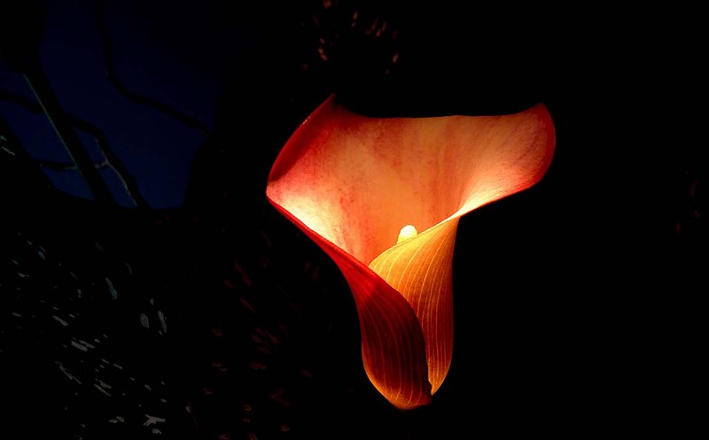 Canna Lily with Blue Background.jpg ::                                