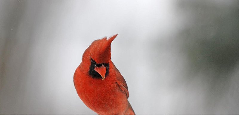 Cardinal Male Portrait.jpg
