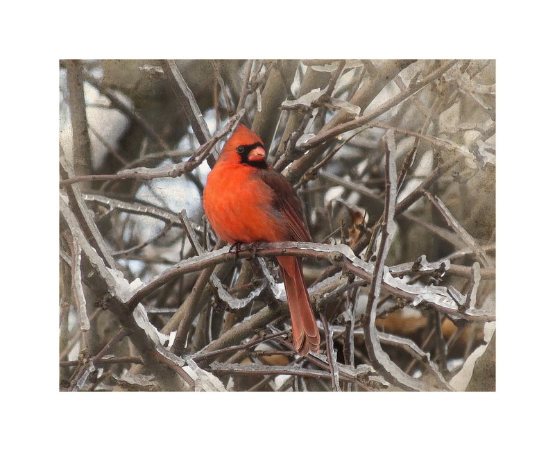 Cardinal on Icy Branches Abstract.jpg