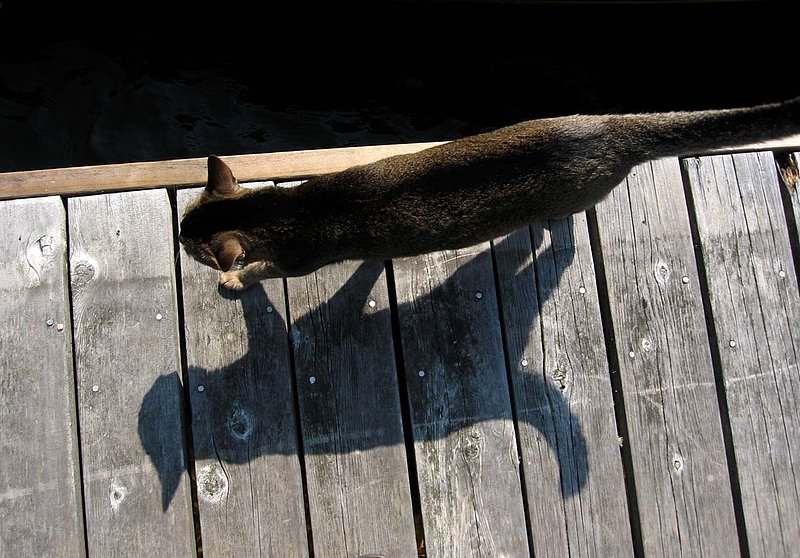 Cat On Dock.jpg