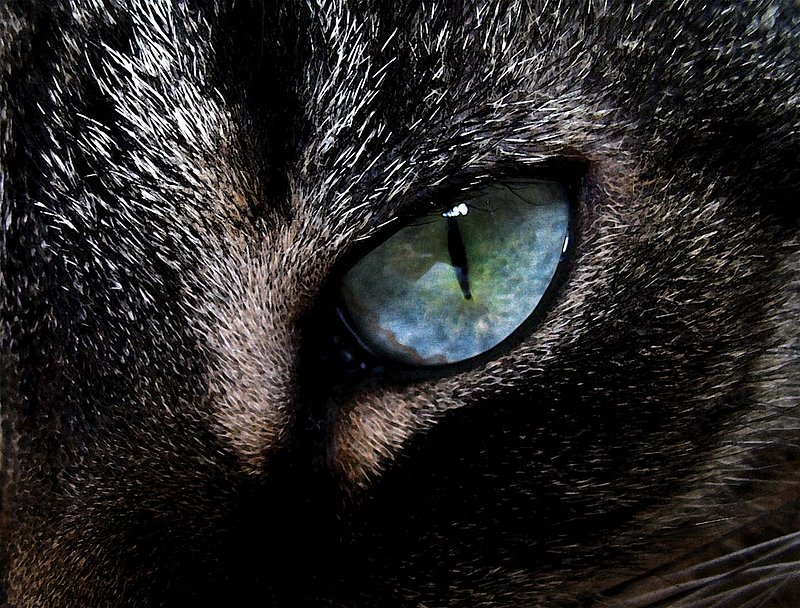 Cats Eye.jpg