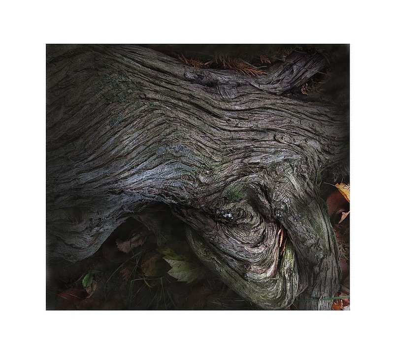 Cedar Roots Abstract.jpg