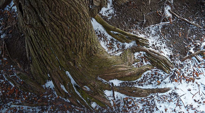 Cedar Roots Winter.jpg