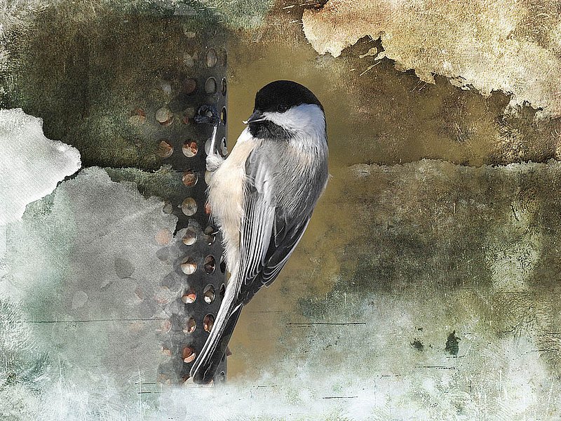 Chickadee Abstract.jpg
