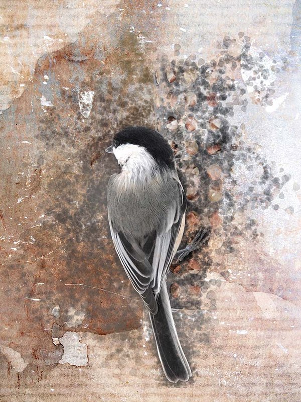 Chickadee Feeder Abstract.jpg