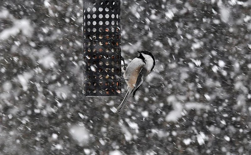 Chickadee In Snow Storm.jpg