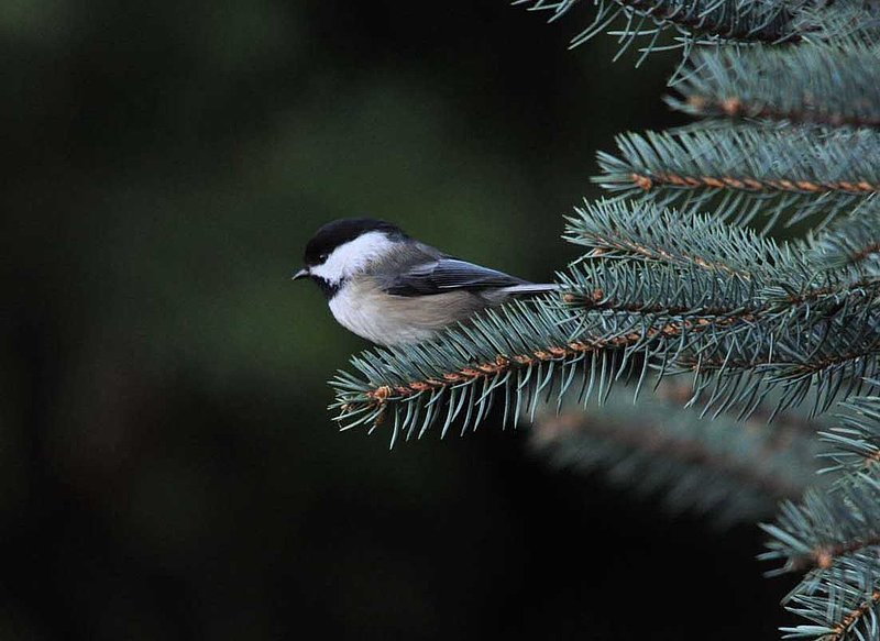 Chickadee On Spruce.jpg