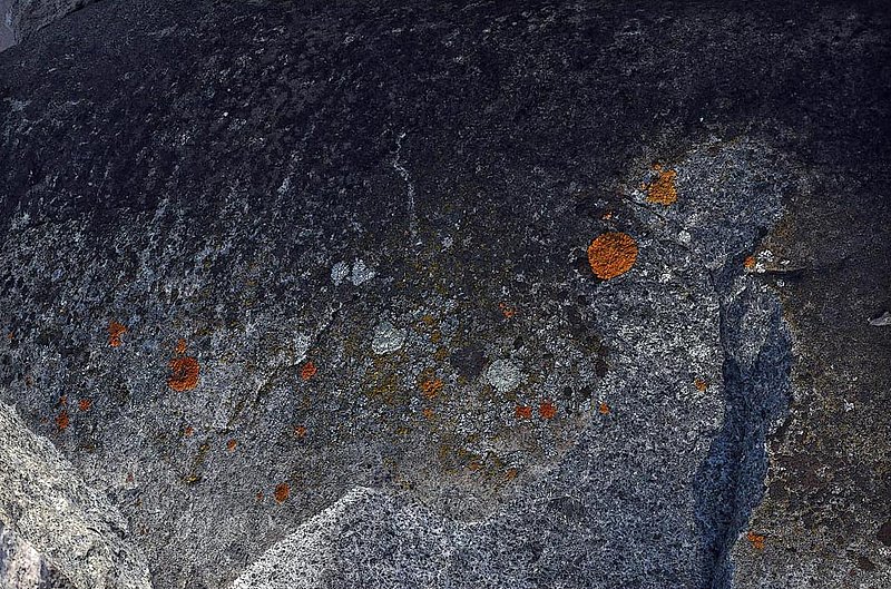 Chipped Rock  Lichen.jpg