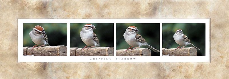 Chipping Sparrow Sequence.jpg ::                                