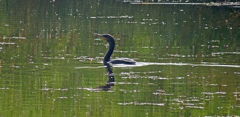 Cormorant Fishing.jpg