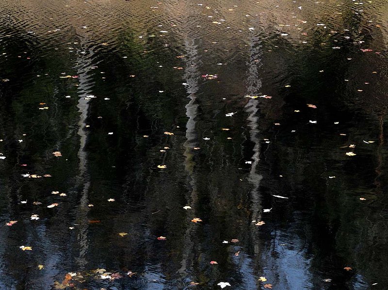 Dark Water Reflections.jpg ::                                
