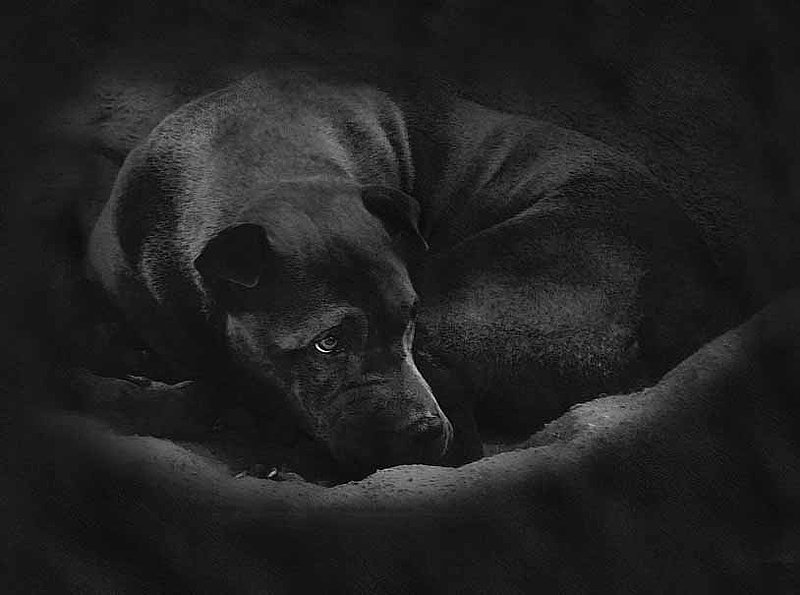Dog Lying Down Abstract.jpg