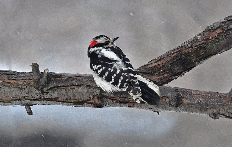 Downy Male Hunkered Down.jpg