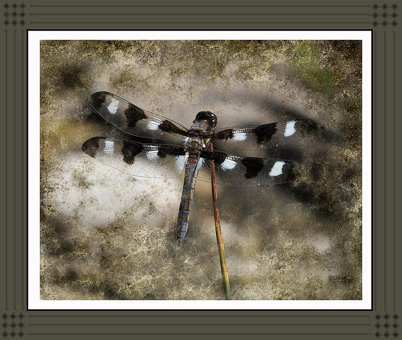 Dragonfly Abstract.jpg