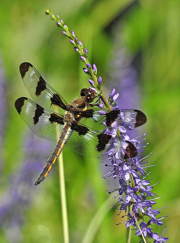 Dragonfly On Lupin.jpg