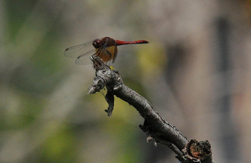 Dragonfly On Tree Branch.jpg