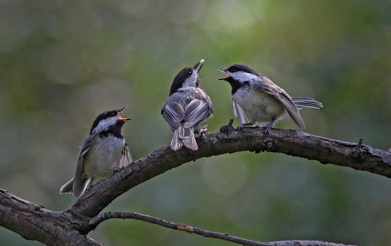 EM- Chickadees being fed by parent Abstract2.jpg