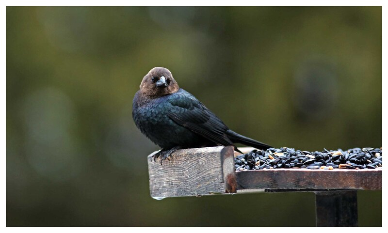 EM-Brown Headed Cow Bird.jpg