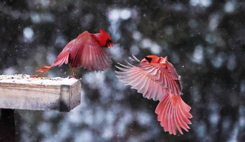 EM-Cardinals Confronting at Feeder CU.jpg