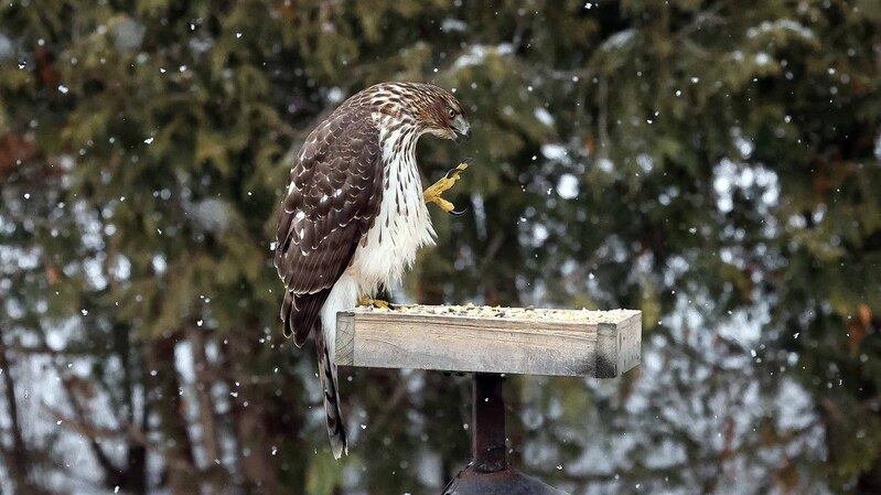 EM-Coopers Hawk Preening CU.jpg